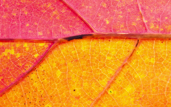 Insights Imagery 0043