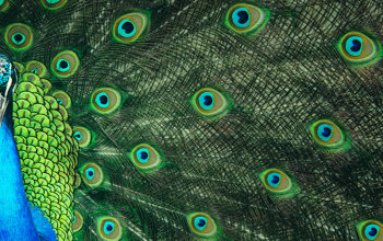 Up close image of peacock