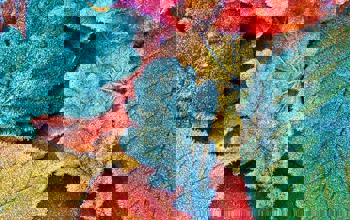 Insights Imagery 0044